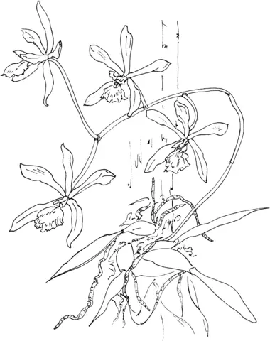 Desenhos de Orquideas Para Colorir 51