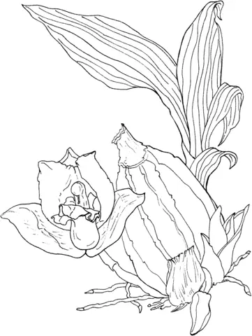 Orquideas Para Colorear 54