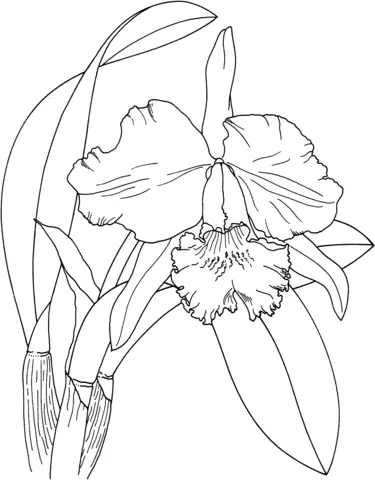 Orchid Coloring Pages 8