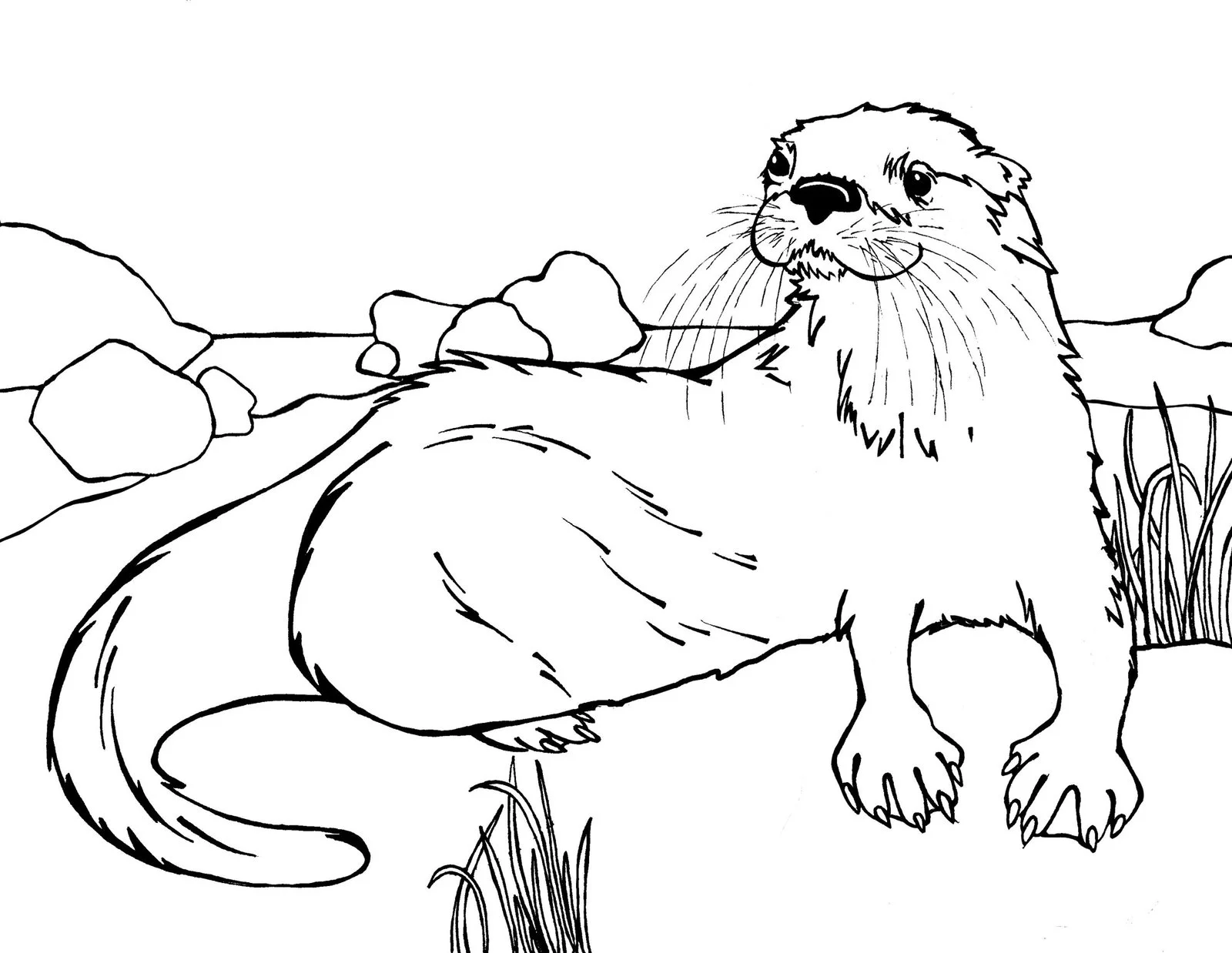 Desenhos de Lontras Para Colorir 102
