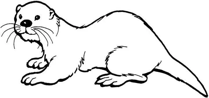Desenhos de Lontras Para Colorir 68