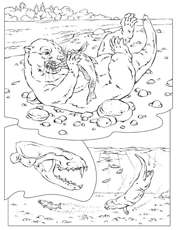 Desenhos de Lontras Para Colorir 83
