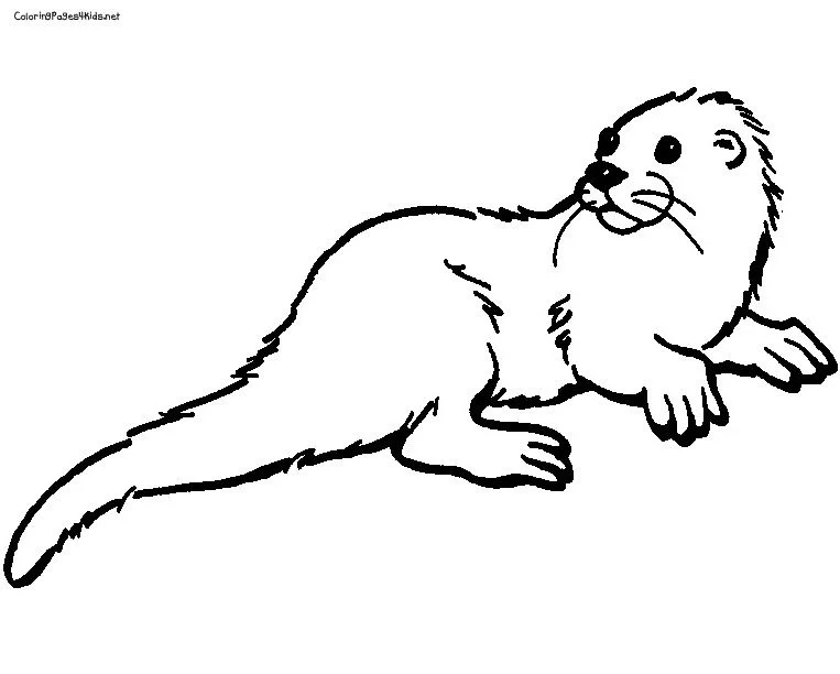 Desenhos de Lontras Para Colorir 92