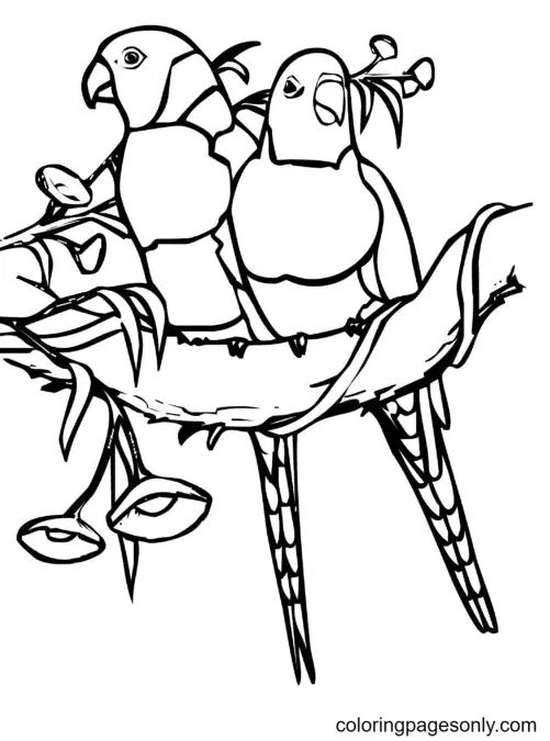 Loros Para Colorear 64