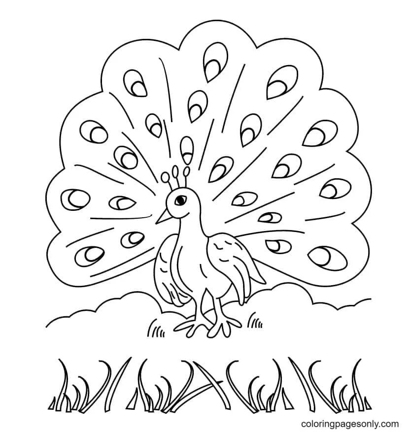 Peacock Coloring Pages 1