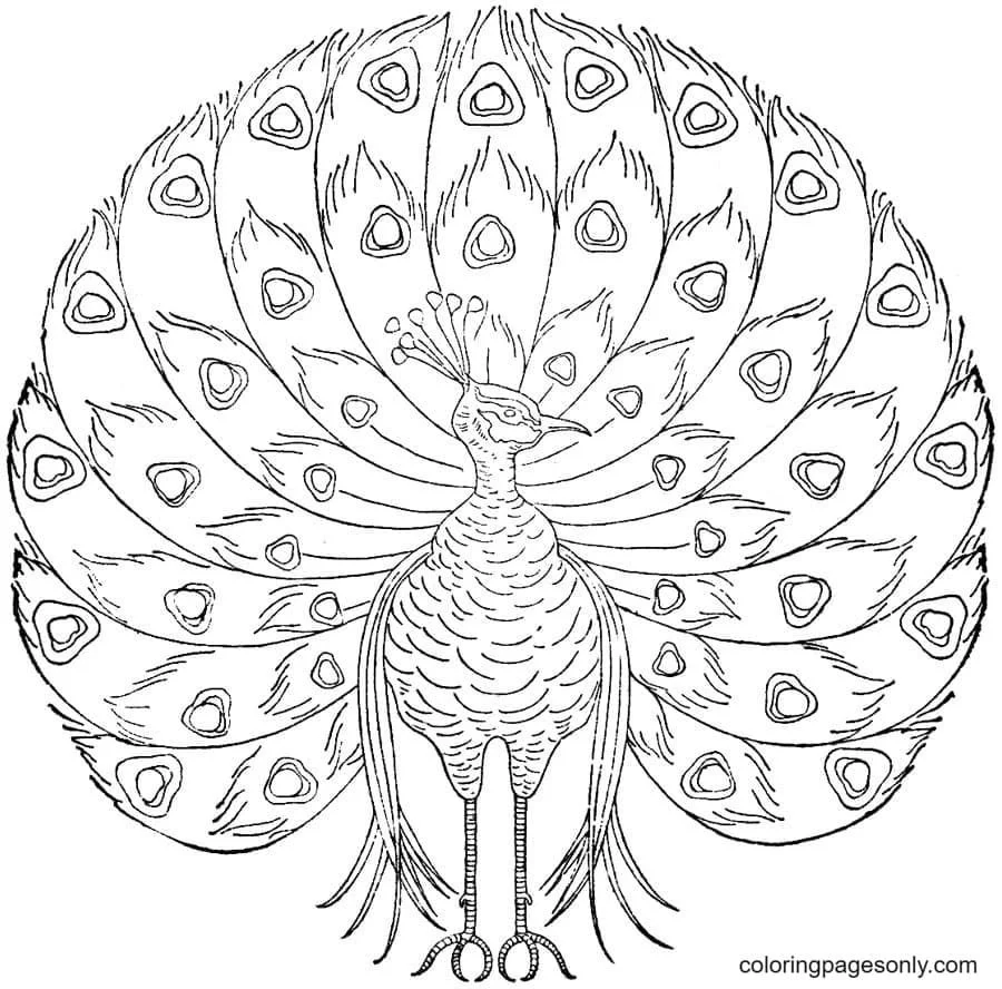 Peacock Coloring Pages 10