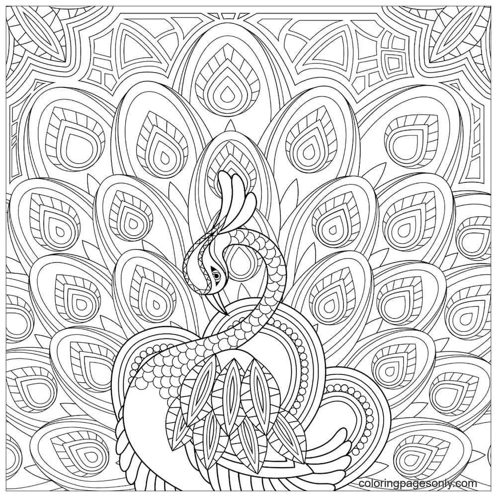 Peacock Coloring Pages 12