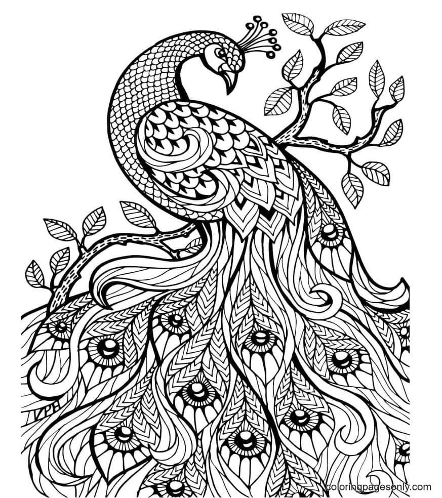 Peacock Coloring Pages 15