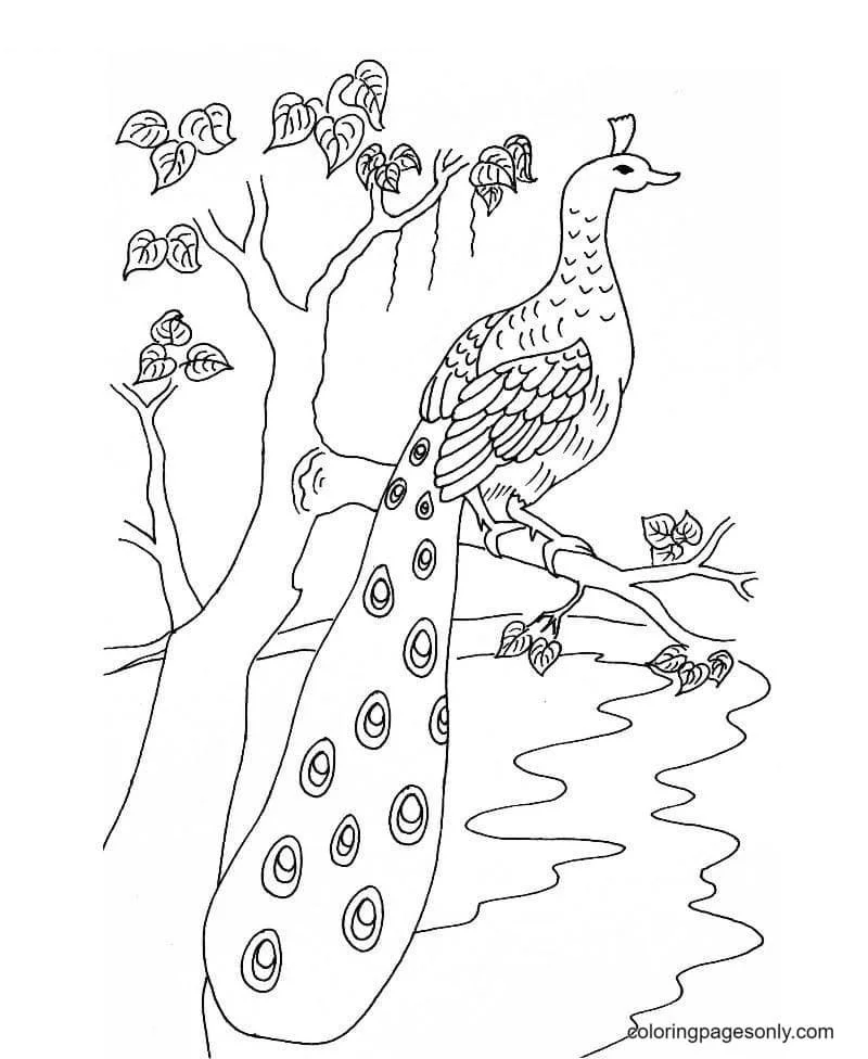 Peacock Coloring Pages 18