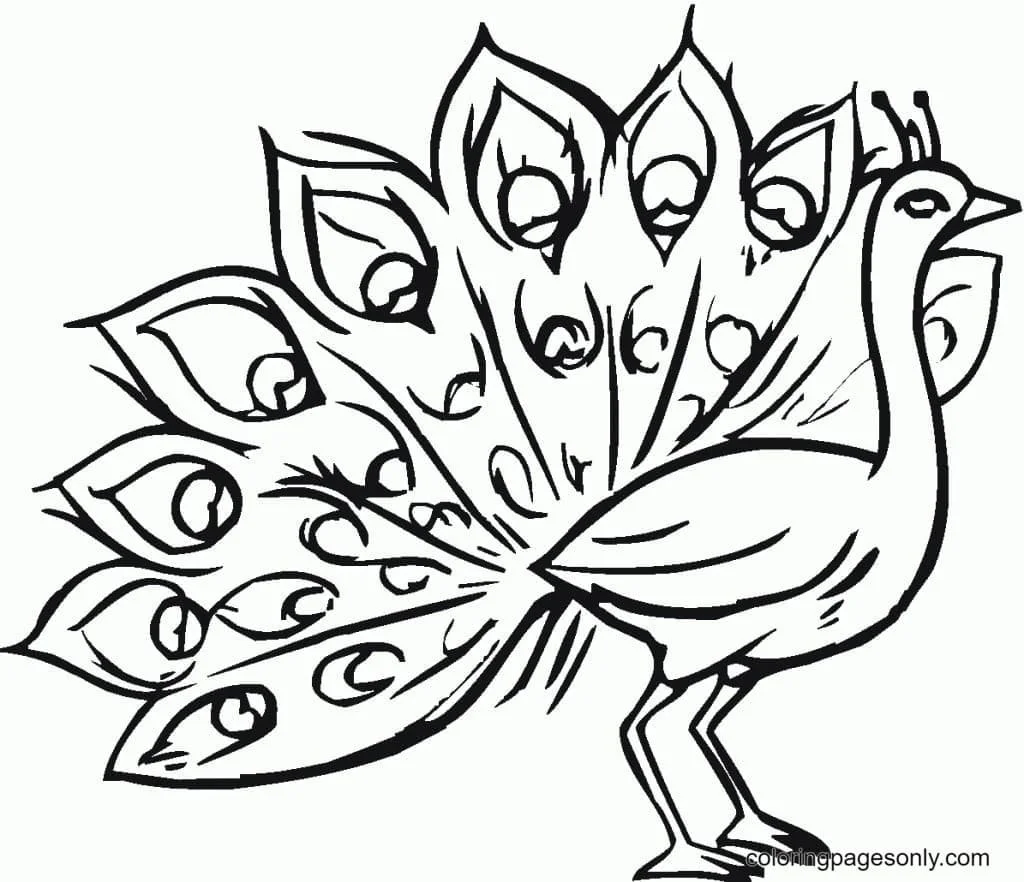 Peacock Coloring Pages 23