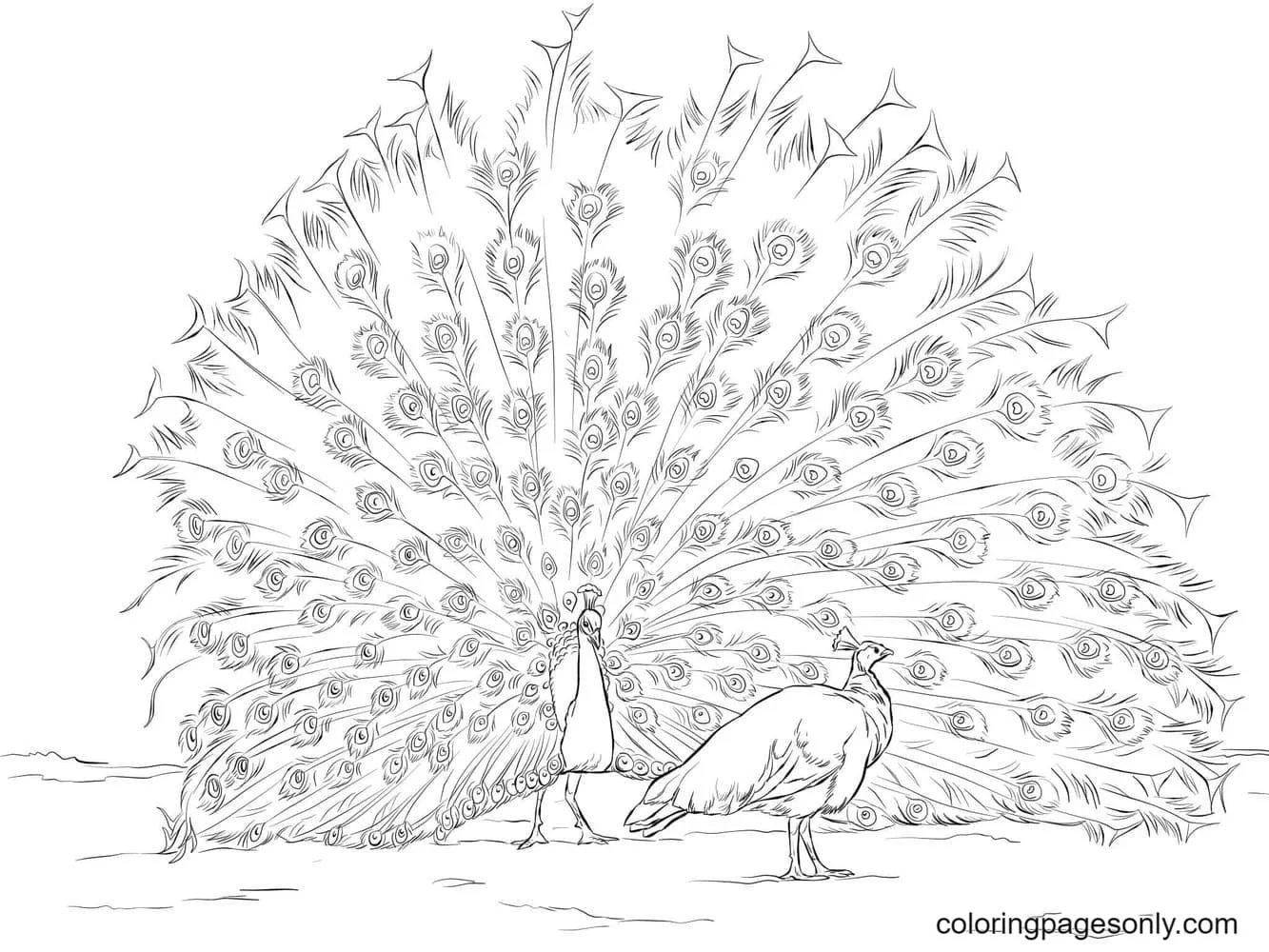 Peacock Coloring Pages 24