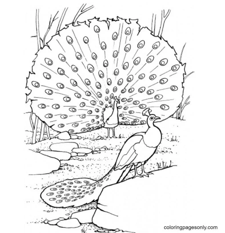 Peacock Coloring Pages 25