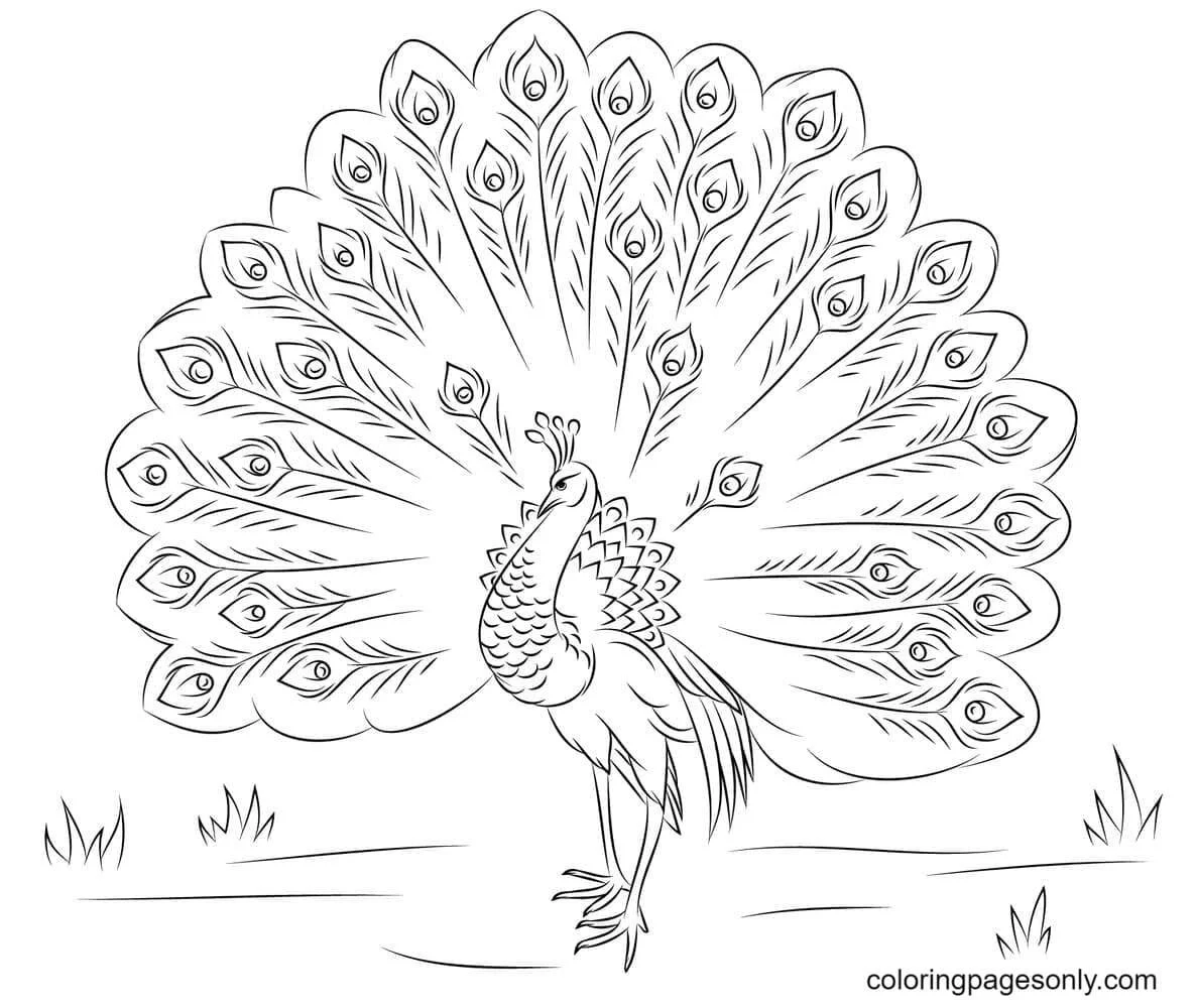 Peacock Coloring Pages 26