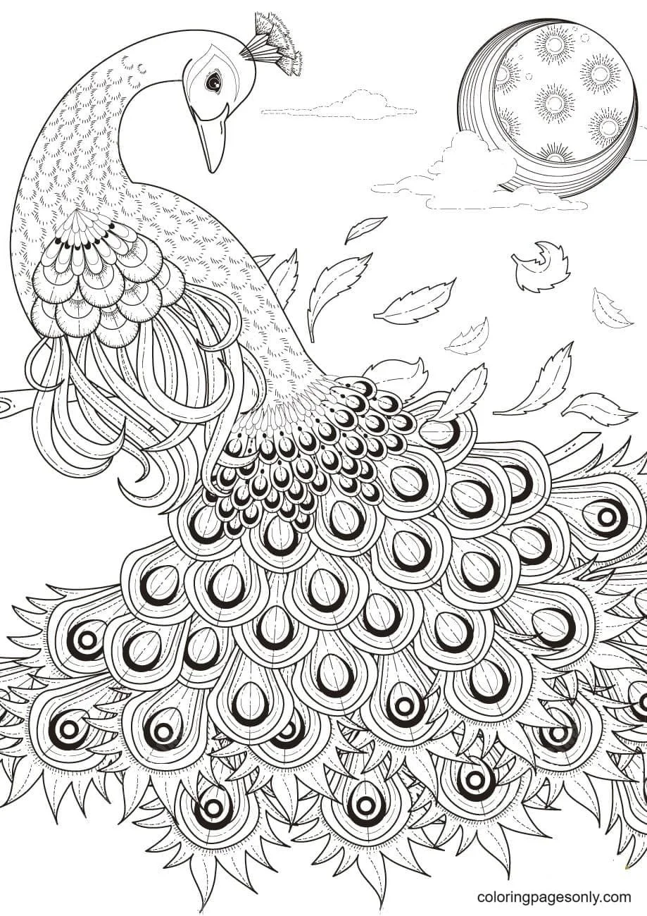 Peacock Coloring Pages 27