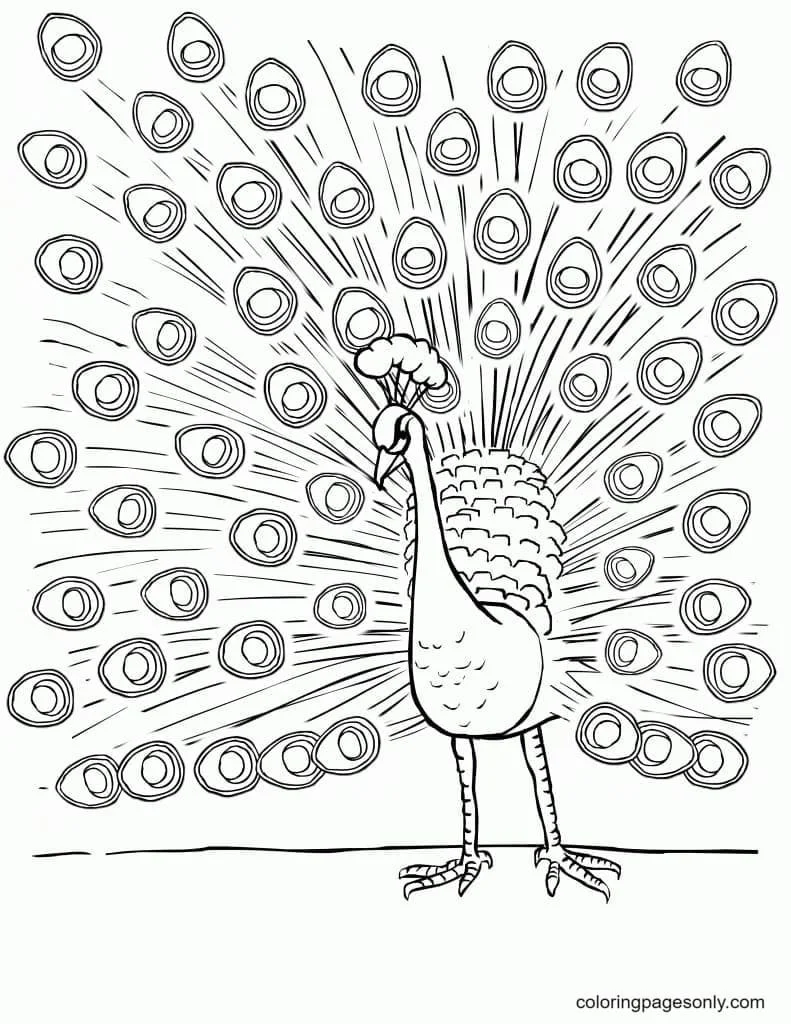 Peacock Coloring Pages 31