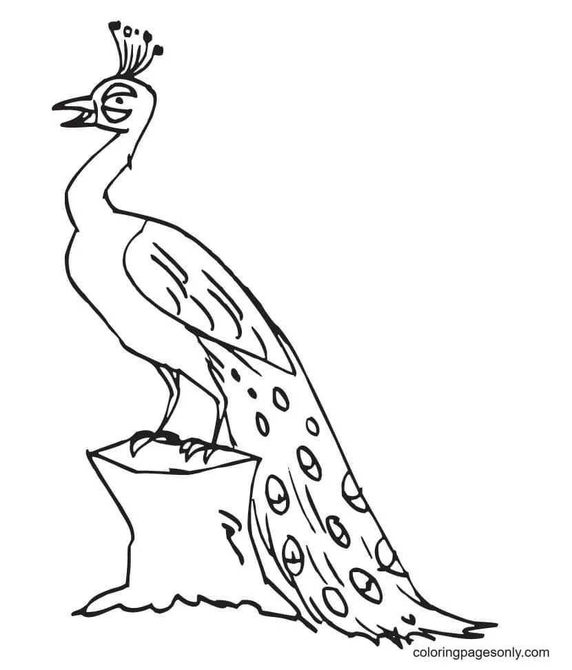 Peacock Coloring Pages 32