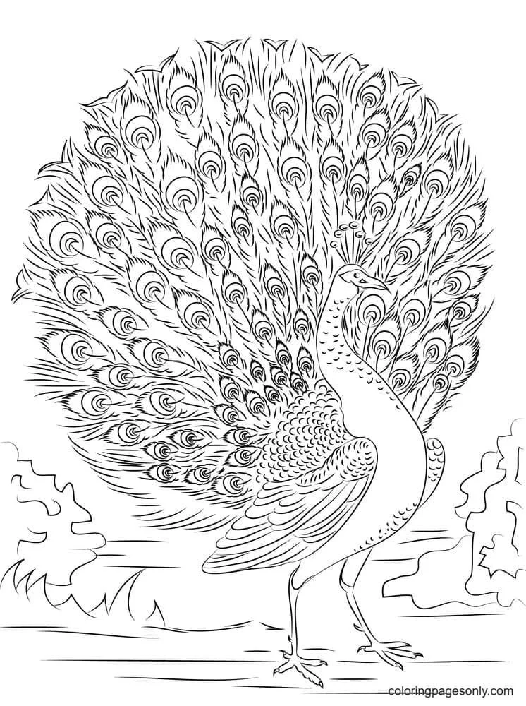 Peacock Coloring Pages 33