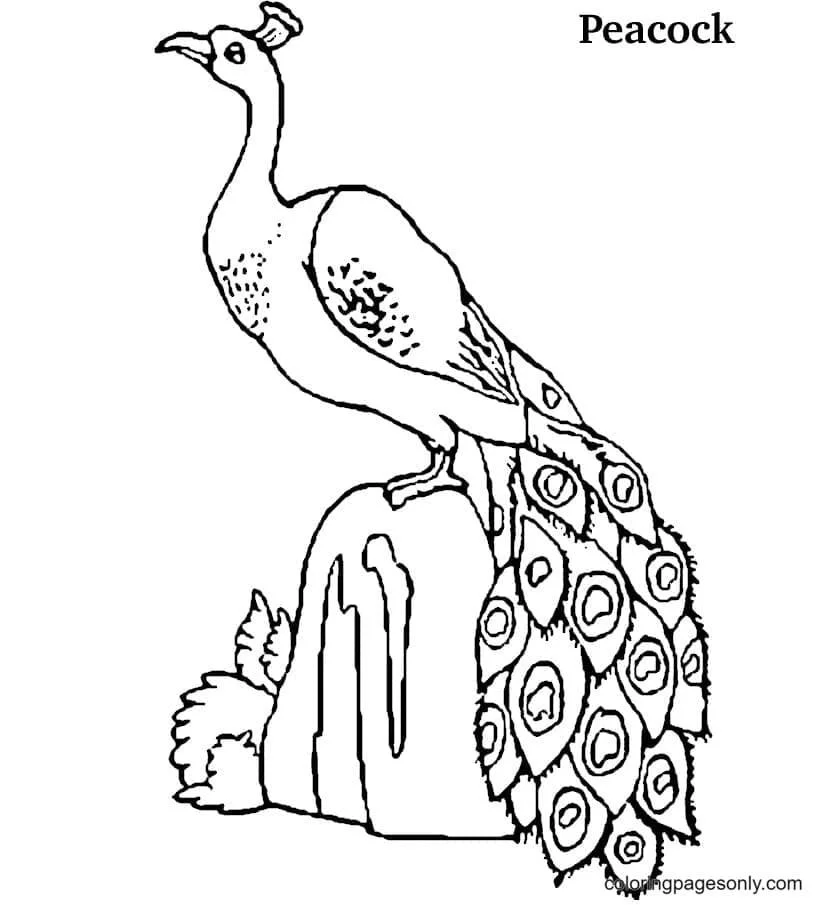 Peacock Coloring Pages 38