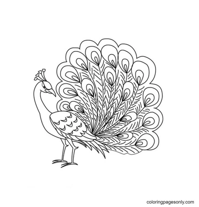 Peacock Coloring Pages 4