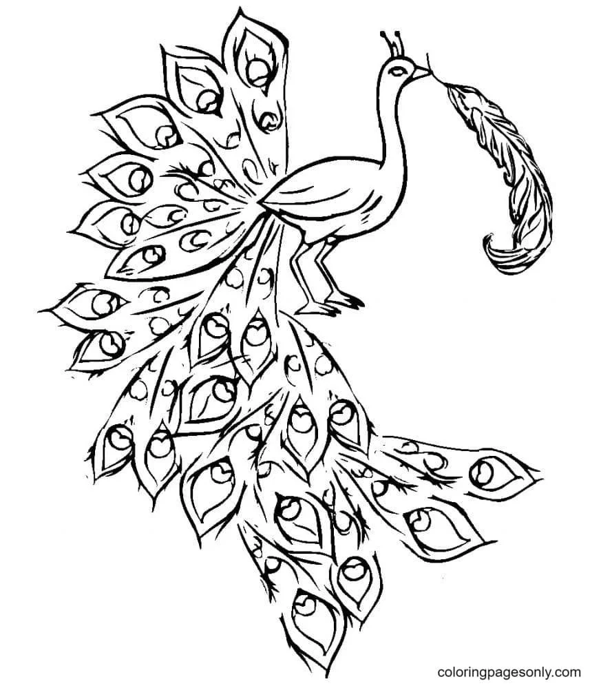 Peacock Coloring Pages 40