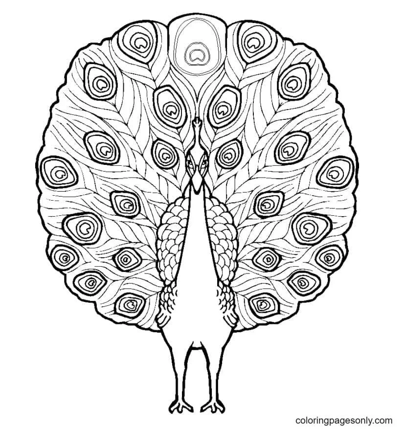 Peacock Coloring Pages 42