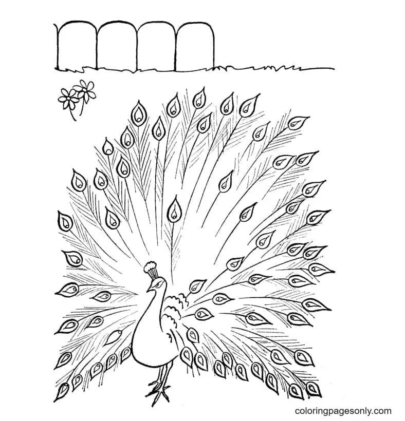 Peacock Coloring Pages 43