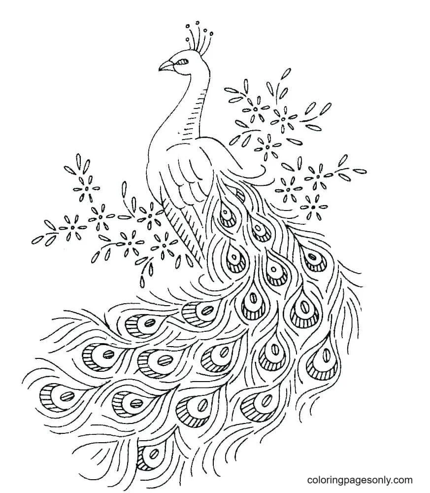 Peacock Coloring Pages 8