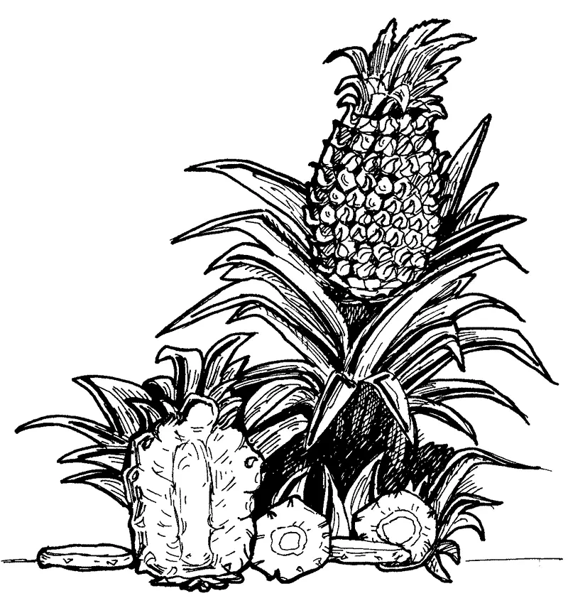 Pineapple Coloring Pages