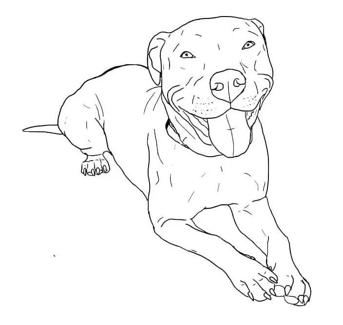 Pitbull Para Colorear 1