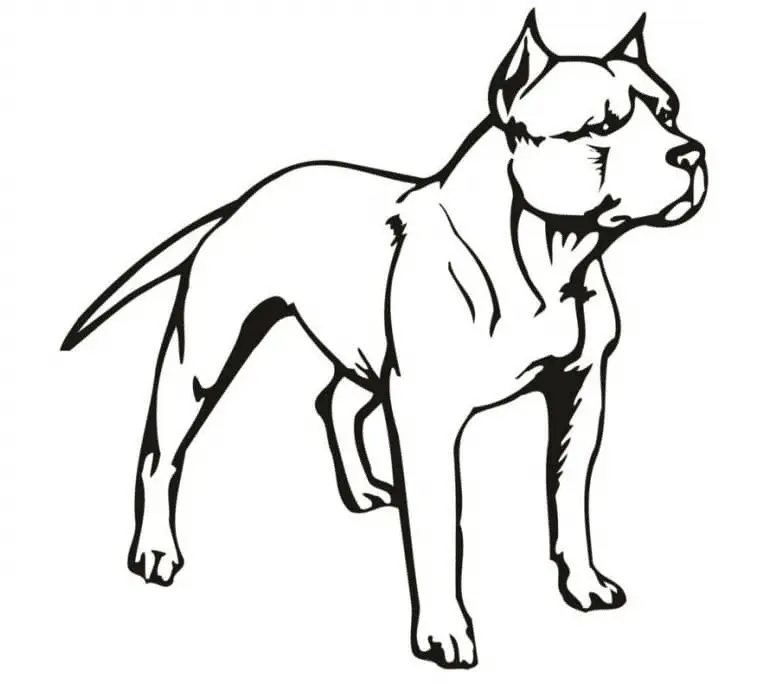 Pitbull Para Colorear 10