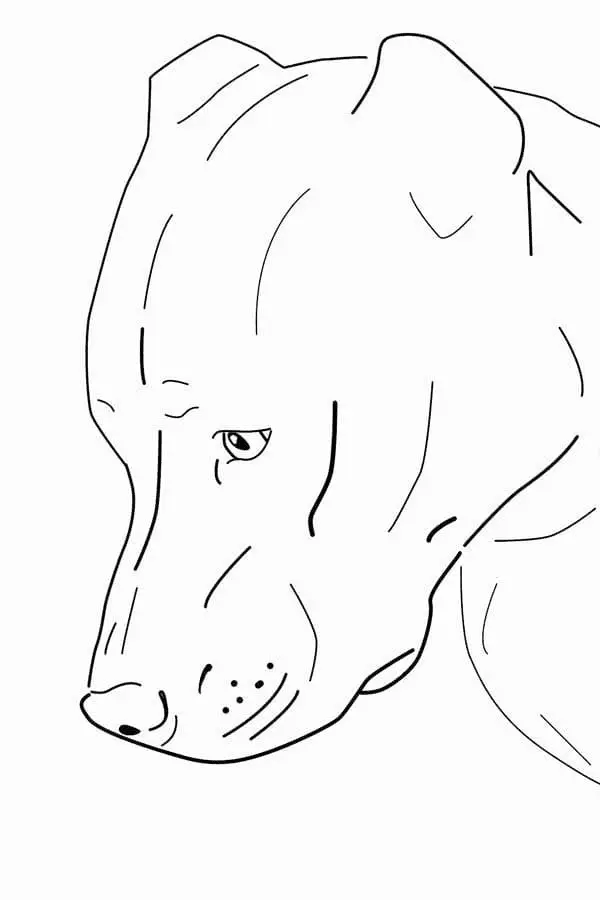 Pitbull Para Colorear 11