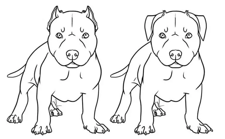 Pitbull Para Colorear 13