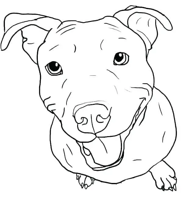 Pitbull Para Colorear 15