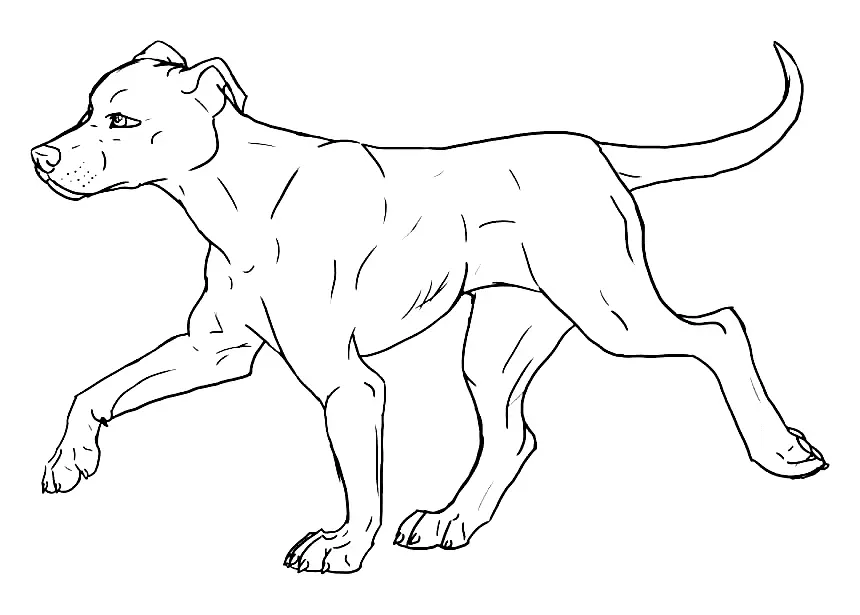 Pitbull Para Colorear 21