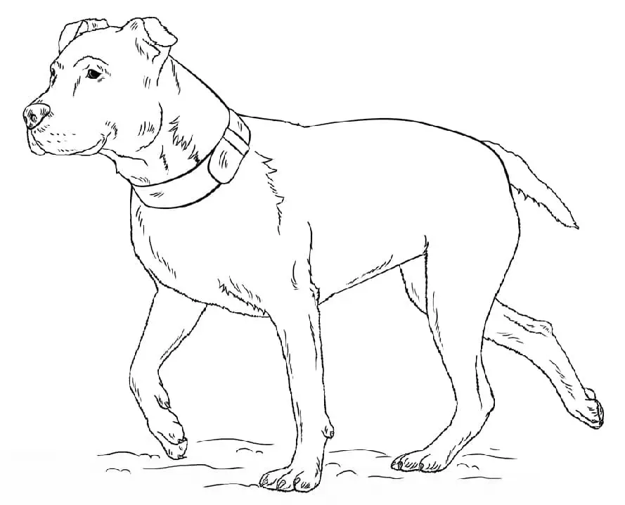 Pitbull Para Colorear 24