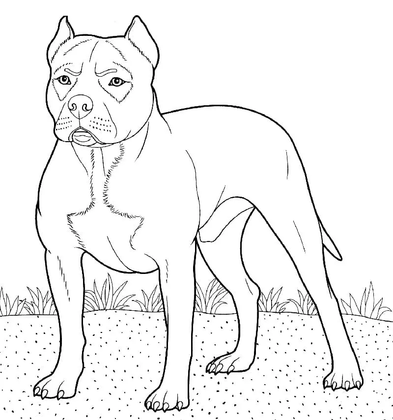 Pitbull Para Colorear 6