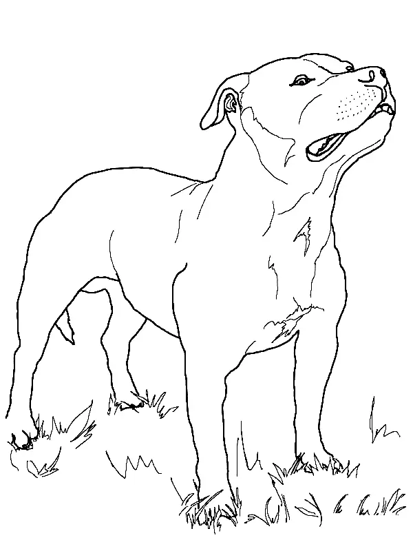 Pitbull Para Colorear 7