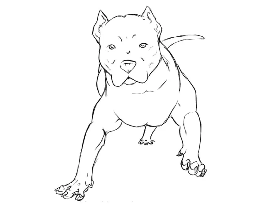 Pitbull Para Colorear 8