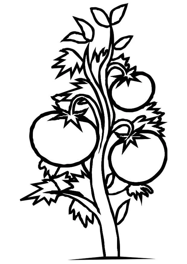 Plants Coloring Pages 22