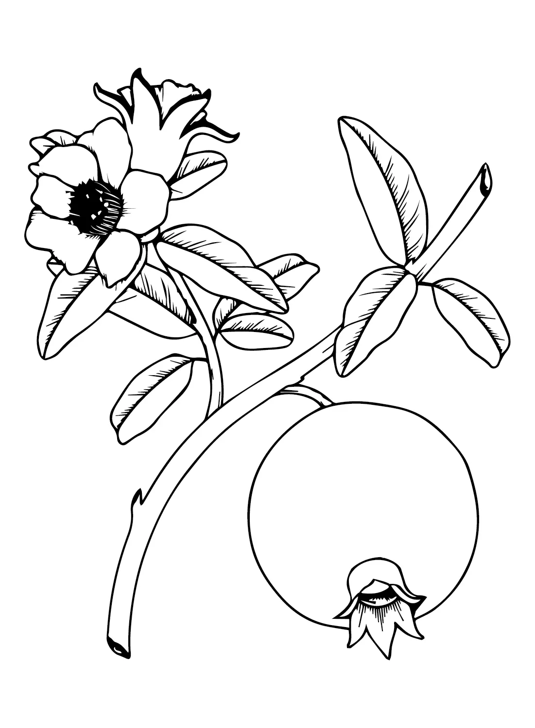 Pomegranate Coloring Pages 11