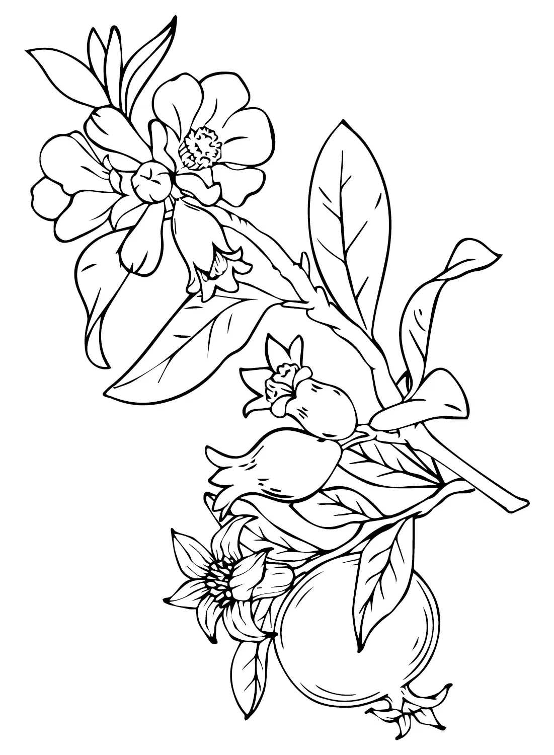 Pomegranate Coloring Pages 14