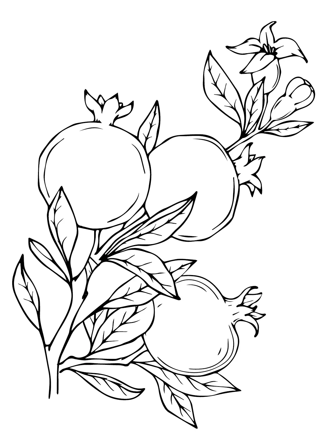 Pomegranate Coloring Pages 2