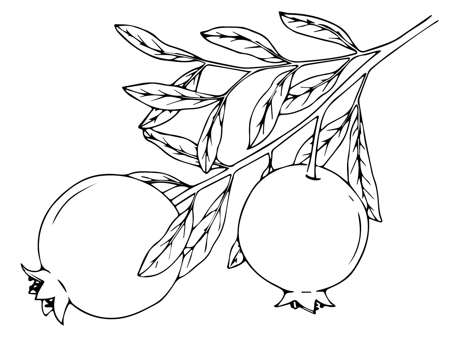 Pomegranate Coloring Pages 22