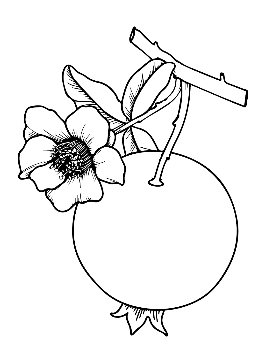 Pomegranate Coloring Pages 24