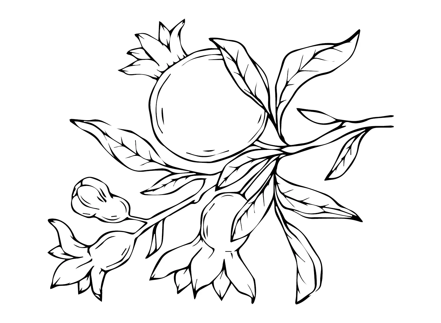 Pomegranate Coloring Pages