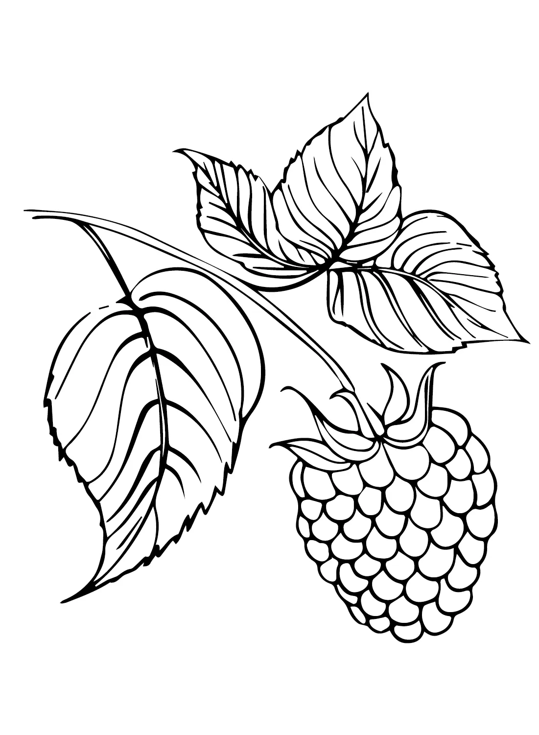 Raspberry Coloring Pages 20