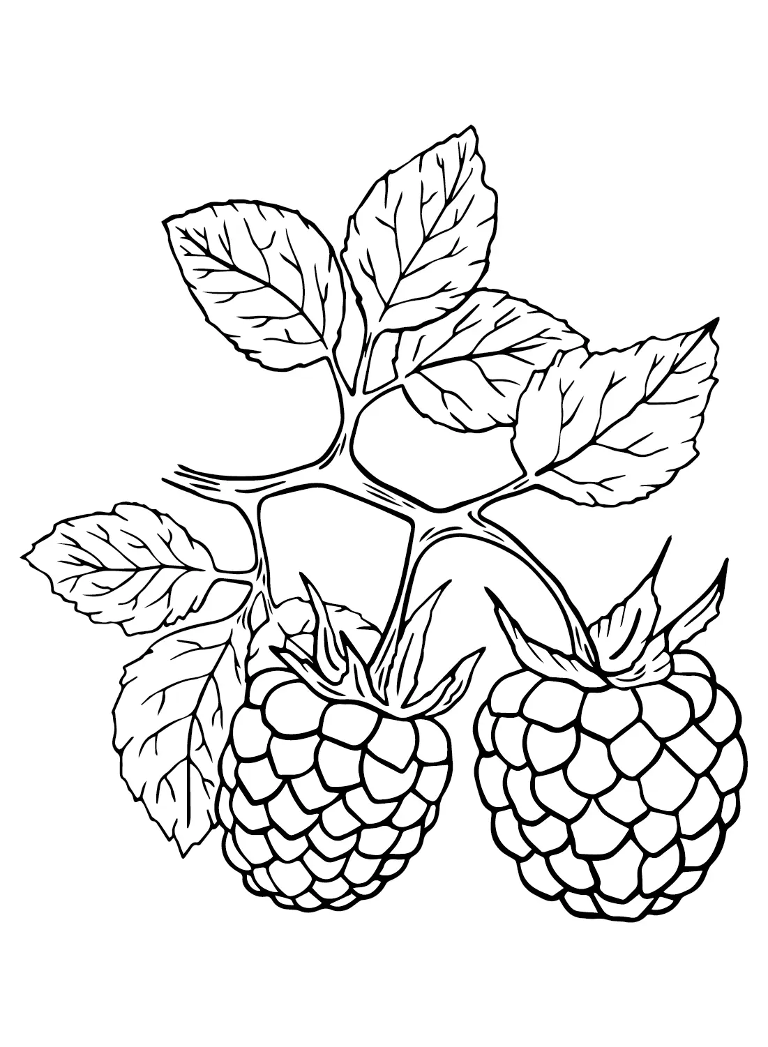 Raspberry Coloring Pages 3