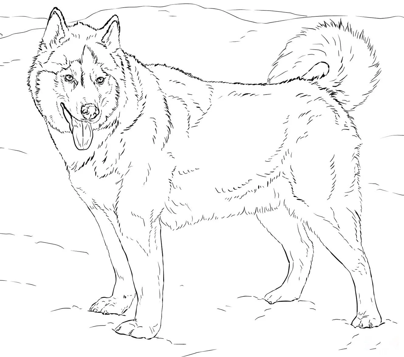 Realistic Animal Coloring Pages 8