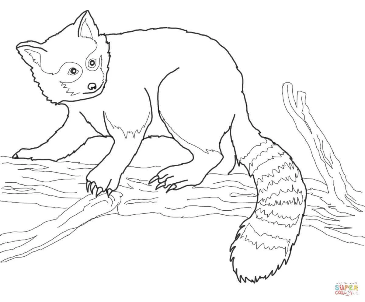 Red Panda Coloring Pages 1