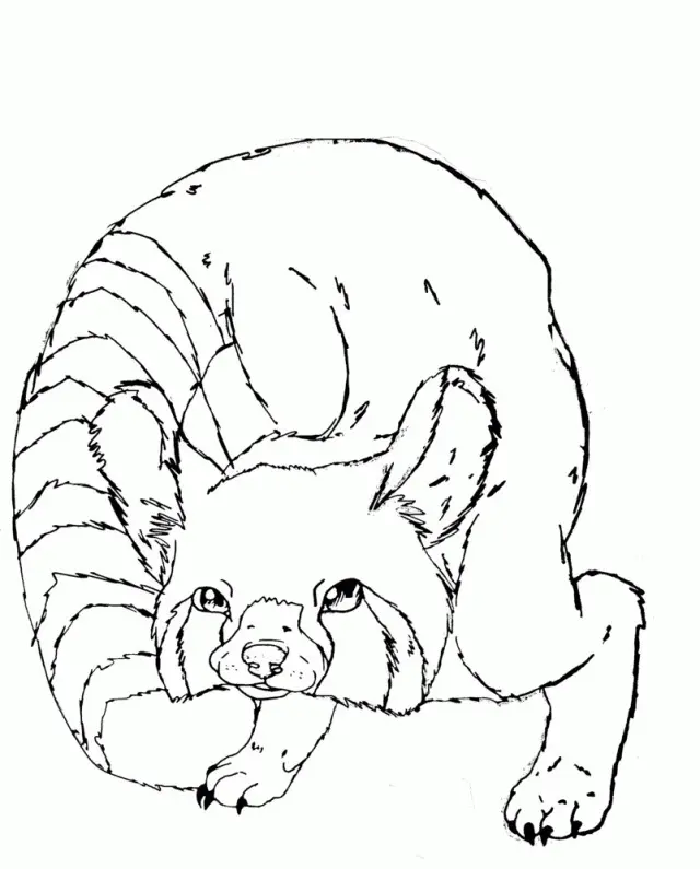 Red Panda Coloring Pages 13